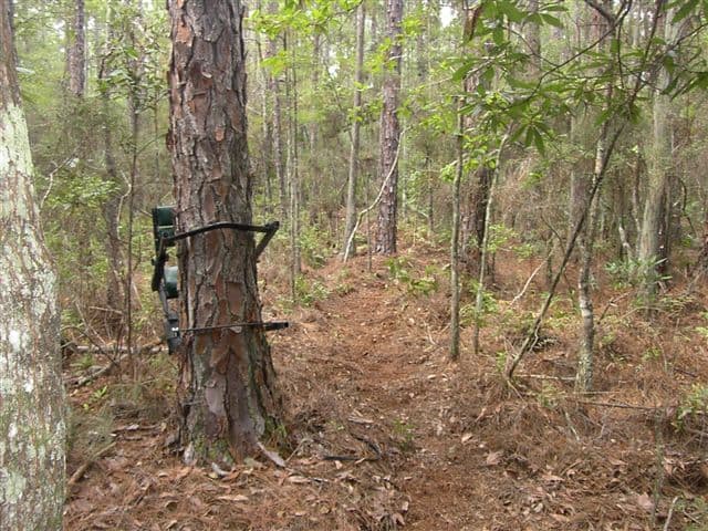 20-point Tree Stand Safety Checklist