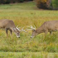 Behavior of the Whitetail Deer