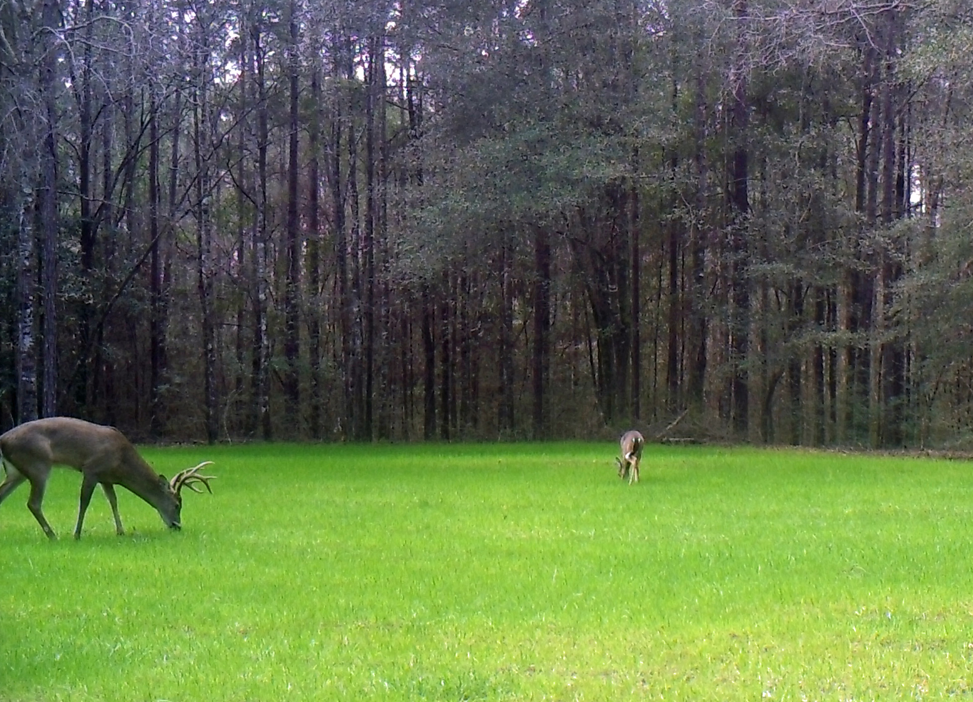 Food Plot Fertilizer