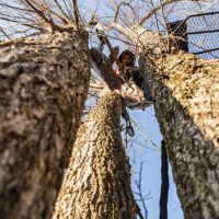 Hang-on Tree Stand