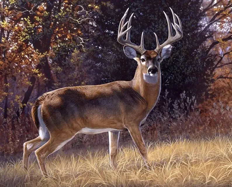 How to Hunt for a Trophy Buck