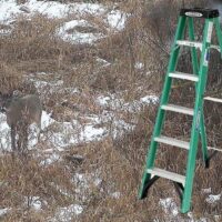 Tree Stand Portable Ladders