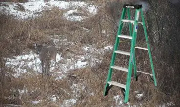 Tree Stand Portable Ladders