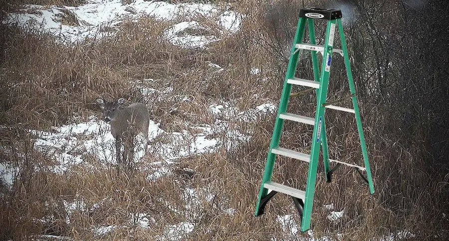 Tree Stand Portable Ladders
