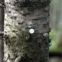 Tree Stand Trail Reflector Markers