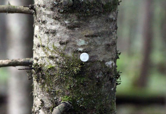 Tree Stand Trail Reflector Markers