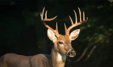 deer-antler-scoring