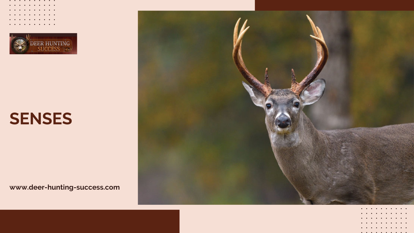 Behavior of the Whitetail Deer