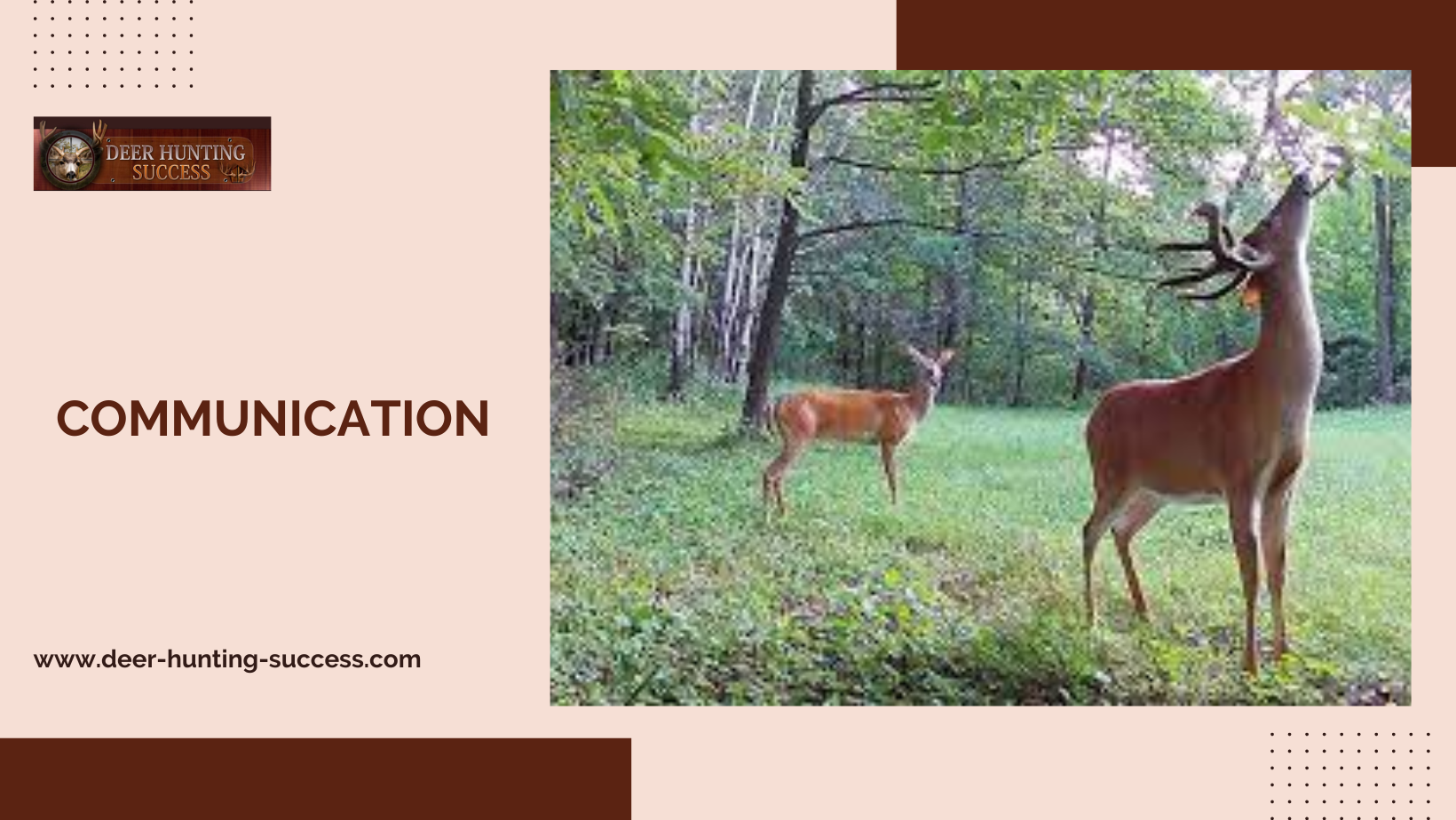 Behavior of the Whitetail Deer