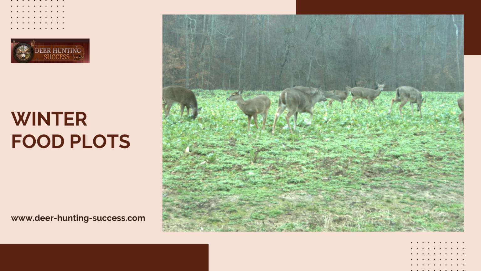 Winter Food Plots