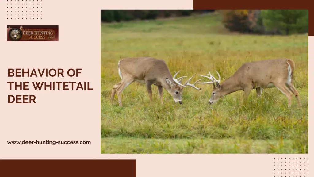 Behavior Of The Whitetail Deer