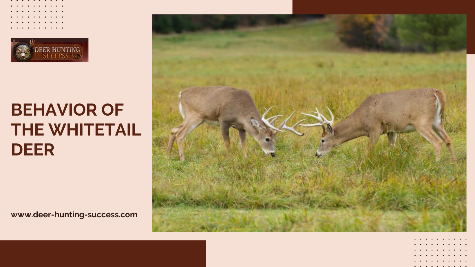 Behavior of the Whitetail Deer