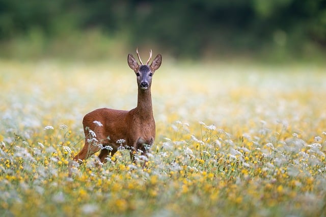 Whitetail buck with large velvet antlers feeding in a summer food plot.