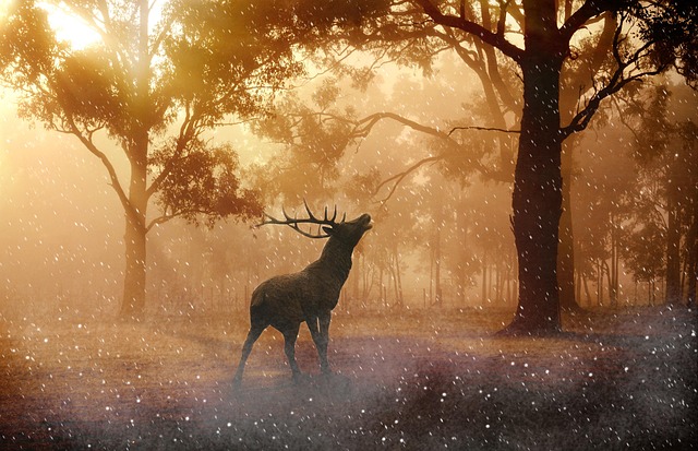 antler medicine