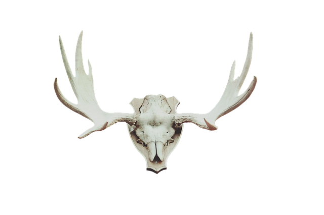 antler sheds