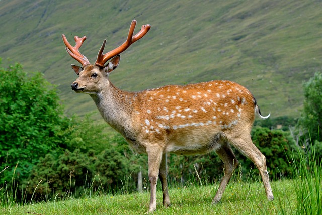 Whitetail deer with growing velvet-covered antlers in a green summer field.