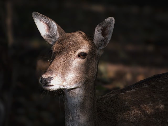 Deer antler covered in growing velvet, the raw source of antler velvet supplements.