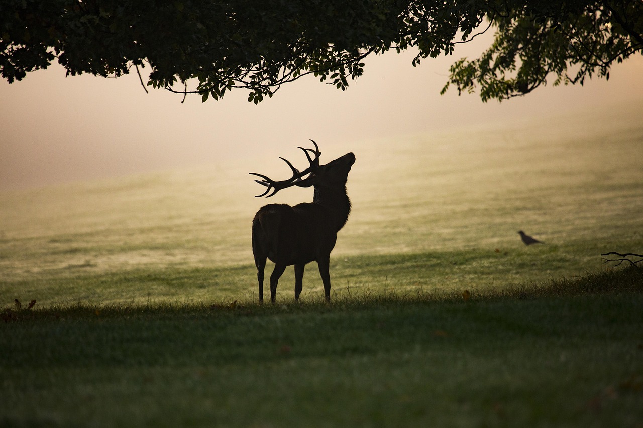 Whitetail buck antlers in velvet during summer compared to hardened antlers in fall.