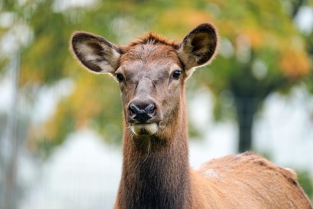 behavior of the whitetail deer