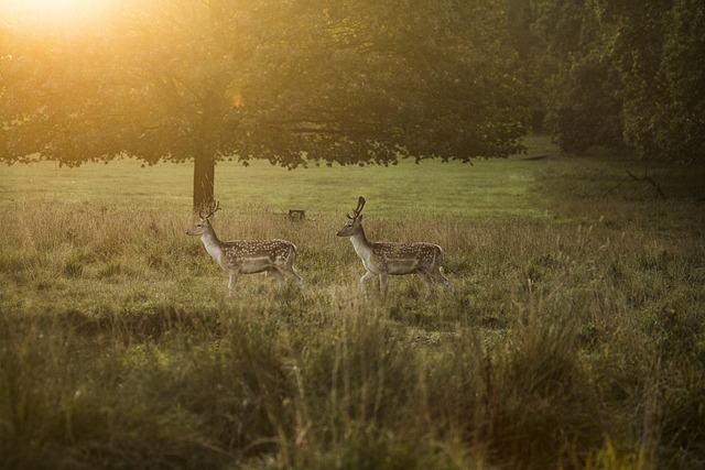 best cover scents for deer hunting