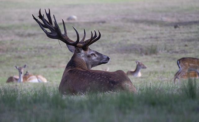 Whitetail buck with velvet-covered antlers in summer light.