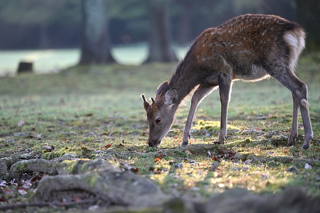 deer hunting season in alabama
