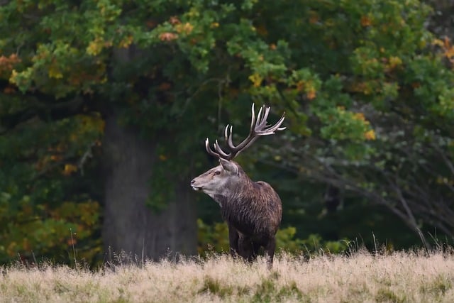 deer hunting tips