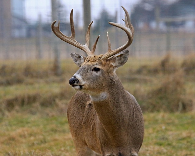 deer hunting tips for beginners