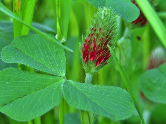 fall food plots
