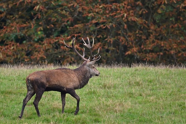 find trophy bucks bedding areas