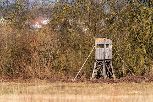 Deer hunter seated in a Gorilla hang-on tree stand at first light in an oak flat.