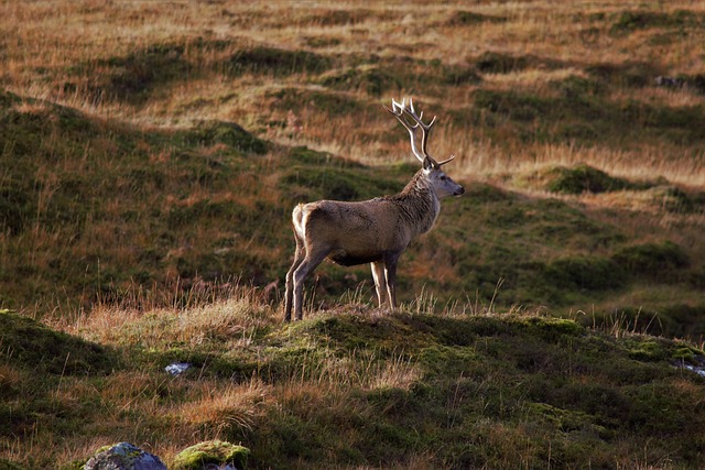 Mature trophy whitetail buck stepping into a field at last light.