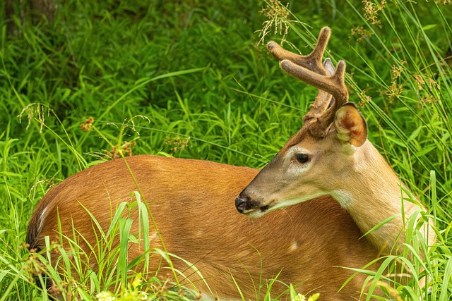 European skull mount of a whitetail deer with clean white bone and brown antlers displayed on a walnut plaque.