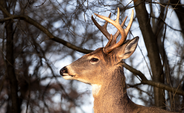 how to track a wounded deer