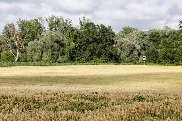 Elevated hard-sided hunting box blind on a tower overlooking a food plot at dawn.