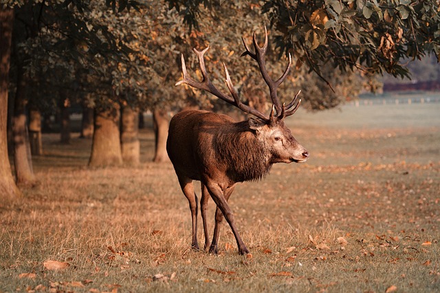 is your tree stand suitable