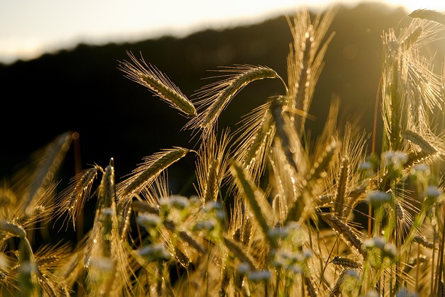 planting food plots for deer