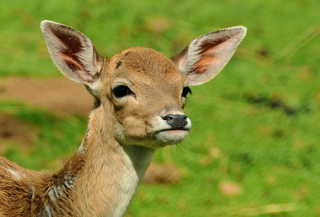 rattling antlers