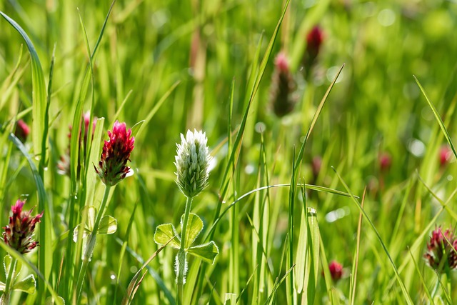 summer food plot