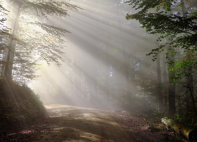 the top 5 best scent killers for deer hunting