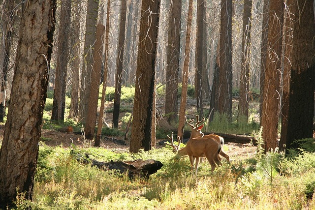Hunter wearing a fall-arrest harness connected to a lifeline while climbing into a tree stand.