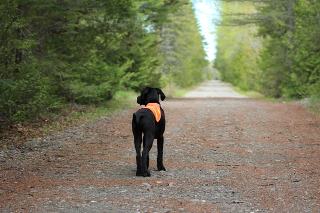 Hunter putting on a full-body tree stand safety harness and lifeline before climbing.
