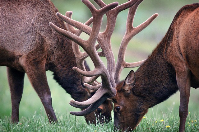 velvet antler products