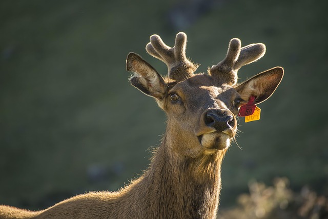 antler development