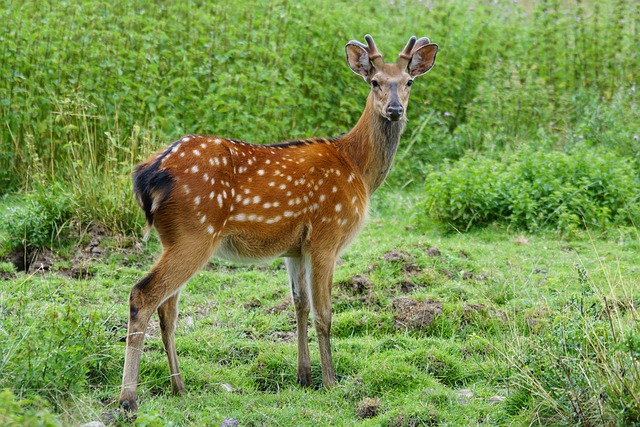 antler medicine