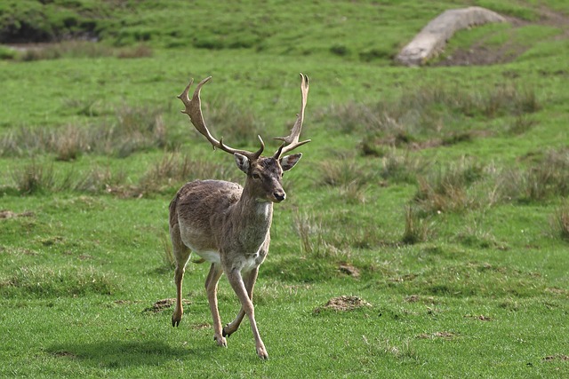 antler sheds