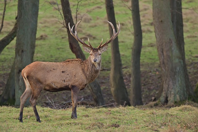 antler velvet extract