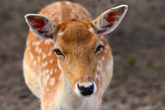 antler velvet health care claim substantiated