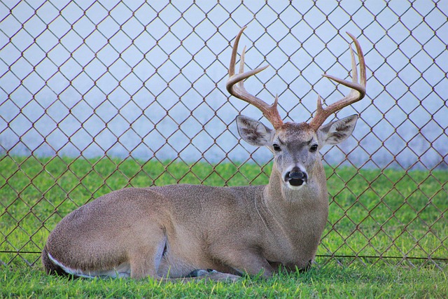 antlers