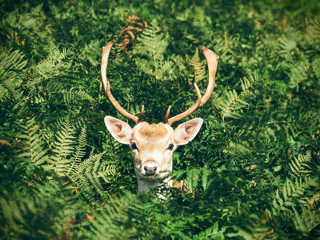 behavior of the whitetail deer
